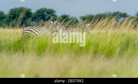 a group of zebra stands in the tall grass Stock Photo