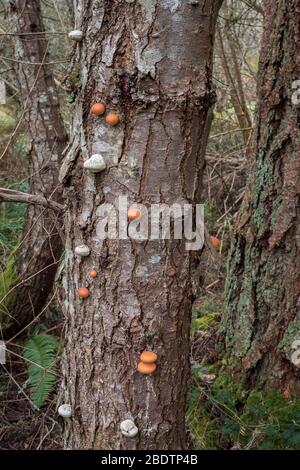 Tiny young polypores (bracket fungi) grow on a dead fir trunk in spring. Polypores aid in the ecology of natural forests by decomposing dead wood. Stock Photo