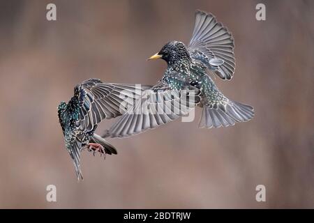 Starlings fighting in midair or perching Stock Photo