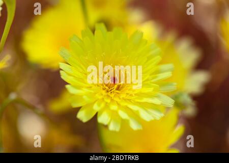 Up close macro of a yellow dandelion in Anza Borrego Desert, Southern California. Stock Photo
