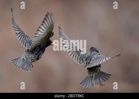 Starlings fighting in midair or perching Stock Photo