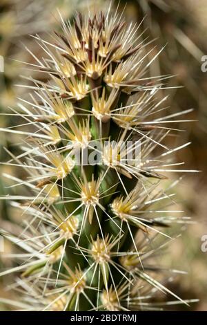 A branch of a cactus in Anza Borrego Desert in Southern California Stock Photo