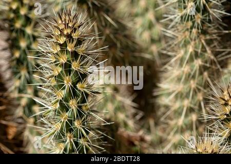 Macro of a branch on a cactus in Anza Borrego Desert in Southern California. Stock Photo