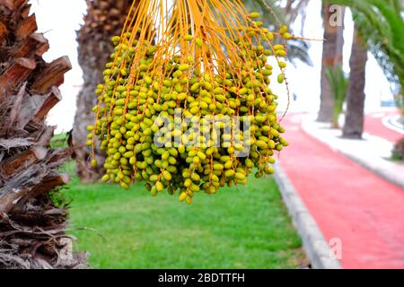 Dates ripening on a date palm, urban gardening, gardens and landscaping. Stock Photo