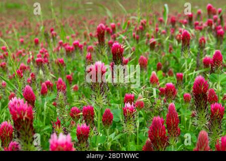 Closeup of a blanket of beautiful, deep red and hot pink Crimson Clover flowers covering a field and fading off into the distant background. Stock Photo