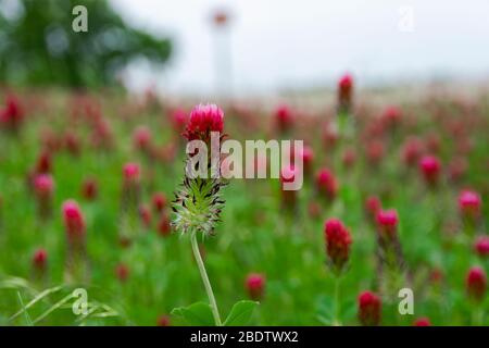 Closeup of a beautiful deep red and bright pink Crimson Clover flower blooming in a roadside field filled with a blanket of blooms. Stock Photo