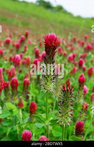 Closeup of deep red Crimson Clover flower standing tall as it blooms in a patch of clover growing in a meadow along a Texas roadside Stock Photo