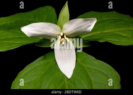 Close-up of White Trillium flower - Pisgah National Forest, Brevard, North Carolina, USA Stock Photo