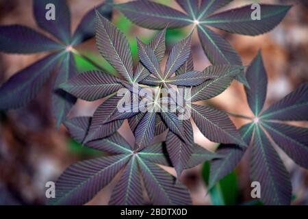 Abstract compound palmate leaf patterns (shallow depth-of-field) - Pisgah National Forest, Brevard, North Carolina, USA Stock Photo