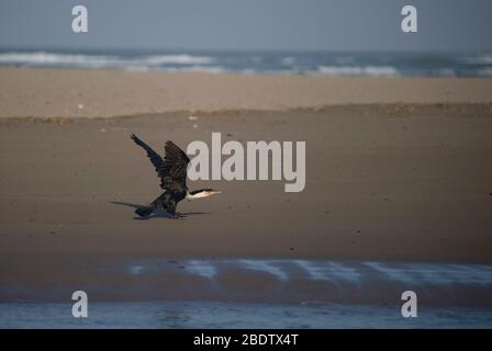 Oriental Darter, Anhinga melanogaster, on beach, Port St Johns, Wild Coast, Eastern Cape, Transkei, South Africa Stock Photo