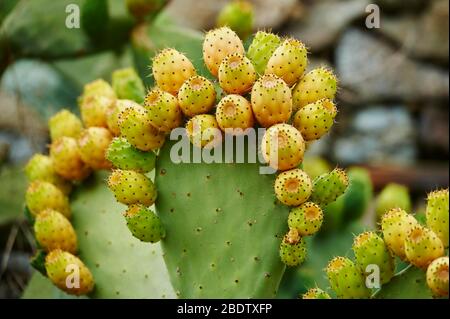 Prickly pear (Opuntia ficus-indica) with fruits, Catalonia, Spain Stock Photo