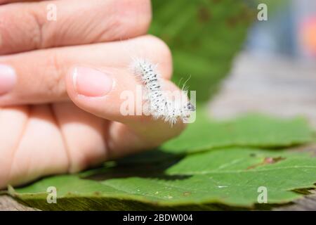 Fuzzy white hickory tussock moth caterpillar. Insect that can cause allergic skin reactions, rash, itching and swelling. Stock Photo