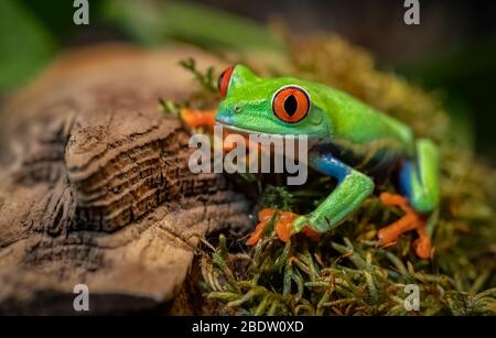 Red-eyed tree frog i Costa Rica Stock Photo