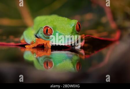 Red-eyed tree frog i Costa Rica Stock Photo
