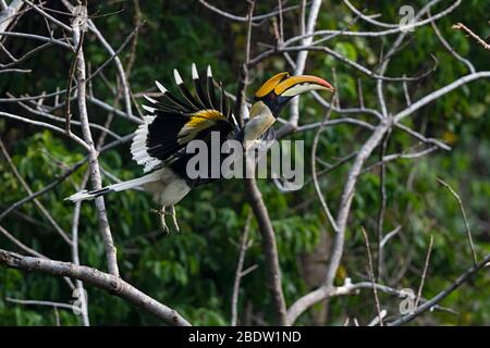 Adult male Great Hornbill (Buceros bicornis) in flight Stock Photo