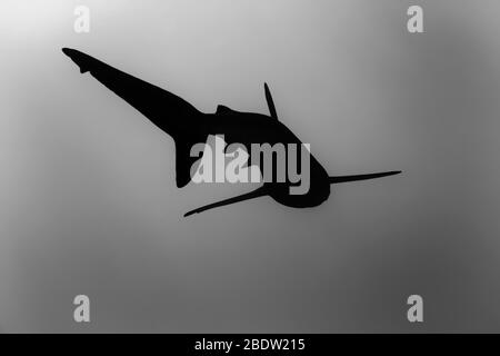 Silhouette of a silky shark (Carcharhinus falciformis) hunting for dinner, Revillagigedo Islands, Mexico, East Pacific Ocean, black and white Stock Photo