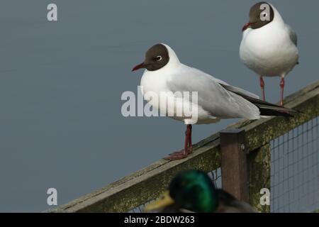 Two Black-headed Gull, Chroicocephalus ridibundus, perching on a fence at the edge of a lake in spring. They are searching for somewhere to nest. Stock Photo