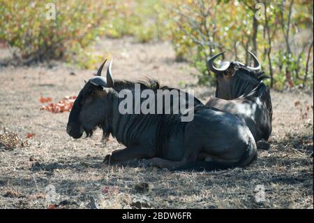 Sitting blue wildebeest (Connochaetes taurinus). Isolated on white ...