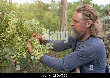 An elderly bearded man vomits, picks linden flowers from a tree. Harvesting herbs. green alternative medicine Stock Photo