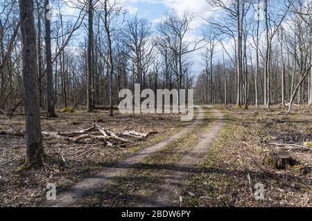 Dirt road through a bright deciduous forest in early spring season Stock Photo