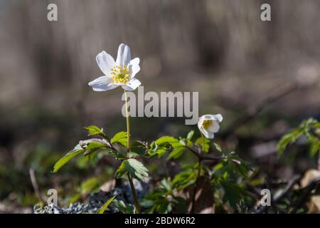 Sunlit Wood Anemone close up in a low angle image Stock Photo