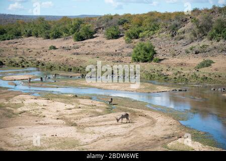 Waterbuck, Kobus ellipsiprymnus, by river running through sandbanks, Kruger National Park, Mpumalanga province, South Africa, Africa Stock Photo