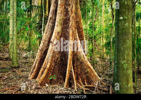 Well hidden Murray Scrub Forest in Toonumbar National Park. Stock Photo