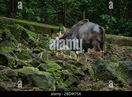 Gaur, Indian bison in the zoo on Goa Stock Photo