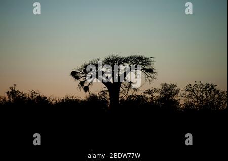 Baobob Tree, Adansonia digitata, silhouette with Sociable Weaver nests, Philetairus socius, at dawn, Kruger National Park, Mpumalanga province Stock Photo