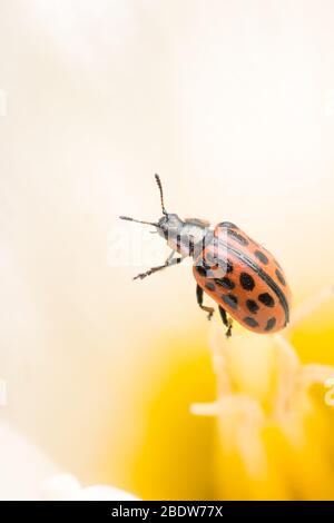 Ladybug sitting on flower. Red ladybug on yellow flower. Shallow depth of field, focus on insect. Yellow flower with ladybug. Stock Photo