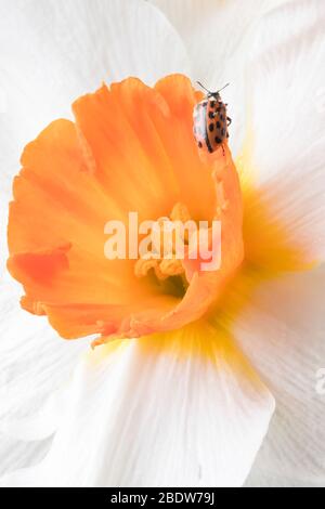 Ladybug sitting on flower. Red ladybug on yellow flower. Shallow depth of field, focus on insect. Yellow flower with ladybug. Stock Photo