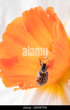 Ladybug sitting on flower. Red ladybug on yellow flower. Shallow depth of field, focus on insect. Yellow flower with ladybug. Stock Photo