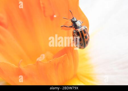 Ladybug sitting on flower. Red ladybug on yellow flower. Shallow depth of field, focus on insect. Yellow flower with ladybug. Stock Photo