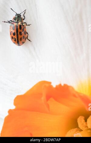 Ladybug sitting on flower. Red ladybug on yellow flower. Shallow depth of field, focus on insect. Yellow flower with ladybug. Stock Photo