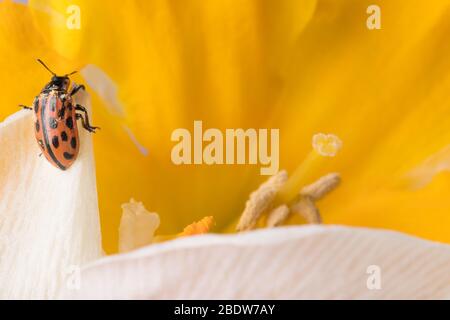 Ladybug sitting on flower. Red ladybug on yellow flower. Shallow depth of field, focus on insect. Yellow flower with ladybug. Stock Photo