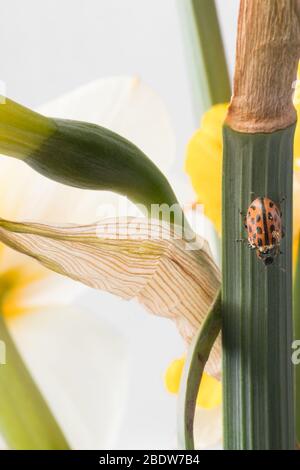 Ladybug sitting on flower. Red ladybug on yellow flower. Shallow depth of field, focus on insect. Yellow flower with ladybug. Stock Photo
