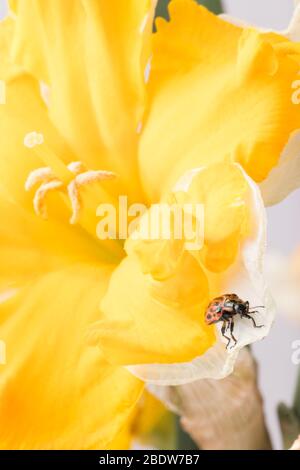 Ladybug sitting on flower. Red ladybug on yellow flower. Shallow depth of field, focus on insect. Yellow flower with ladybug. Stock Photo