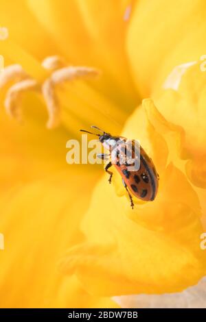 Ladybug sitting on flower. Red ladybug on yellow flower. Shallow depth of field, focus on insect. Yellow flower with ladybug. Stock Photo