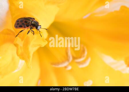 Ladybug sitting on flower. Red ladybug on yellow flower. Shallow depth of field, focus on insect. Yellow flower with ladybug. Stock Photo