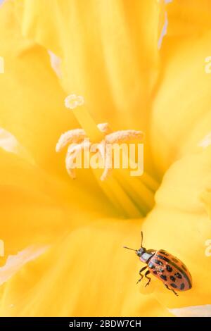 Ladybug sitting on flower. Red ladybug on yellow flower. Shallow depth of field, focus on insect. Yellow flower with ladybug. Stock Photo