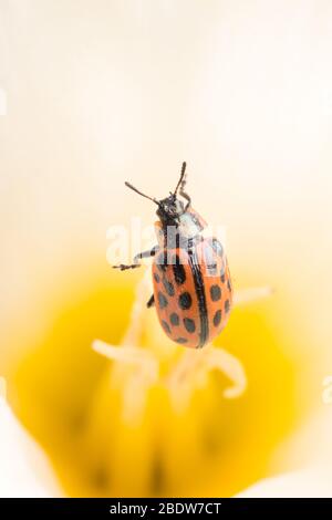 Ladybug sitting on flower. Red ladybug on yellow flower. Shallow depth of field, focus on insect. Yellow flower with ladybug. Stock Photo