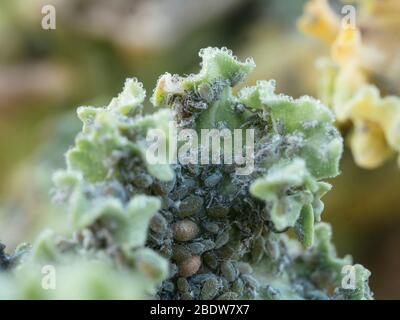 Cabbage aphids (Brevicoryne brassicae)  on a kale plant Stock Photo