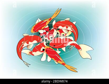 Beautiful color Koi carps feeding in a pond Stock Vector