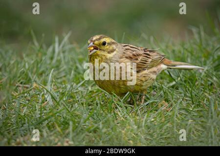 Taken at ground level, this female yellowhammer, Emberiza citrinella, is search for food. It is a close up natural study Stock Photo