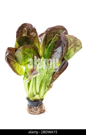 Romaine lettuce salad, Lactuca sativa Stock Photo
