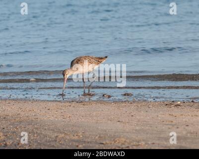 seagull eating on the beach in the sunrise Stock Photo