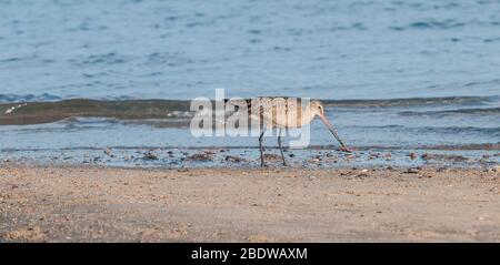 seagull eating on the beach in the sunrise Stock Photo