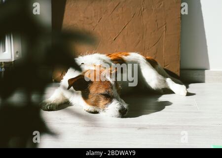 Jack Russell dog laying down on the floor. Sleeping and tired dog Stock Photo