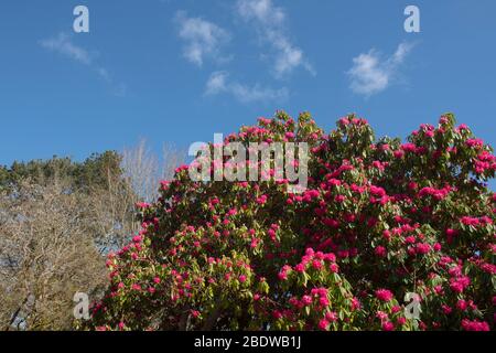 Cornwall Rhododendron Spring Flowering Bright Red Rhododendron Shrub with a Bright Blue Sky ...