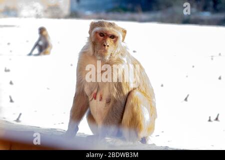 A monkey sitting on house roof Stock Photo